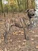 Blum - młody, wychowany z dziećmi, aktywny pręgus! - 2