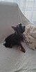 Yorkshire Terrier - reproduktor - 2