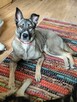 Wrażliwa, energiczna IGA mix owczarka i husky szuka domu !! - 8