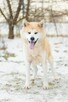 Asami - piękna, nieśmiała akita do adopcji - 2