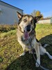 Rozbrajający psiak Rex szuka domu! - 5
