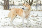 Asami - piękna, nieśmiała akita do adopcji - 1