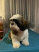 SHih TZU FCI - 5