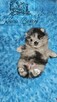 Szpic Miniaturowy/Pomeranian Blue Merle PASZPORT! - 9