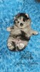 Szpic Miniaturowy/Pomeranian Blue Merle PASZPORT! - 10