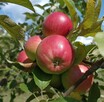 GRUSZKI FAWORYTKA cena 1,50 zł.za kilogram - 15