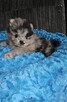 Szpic Miniaturowy/Pomeranian Blue Merle PASZPORT! - 4