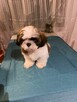 SHih TZU FCI - 2