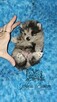 Szpic Miniaturowy/Pomeranian Blue Merle PASZPORT! - 8