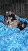 Szpic Miniaturowy/Pomeranian Blue Merle PASZPORT! - 6