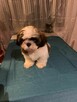 SHih TZU FCI - 4