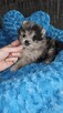 Szpic Miniaturowy/Pomeranian Blue Merle PASZPORT! - 2