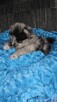 Szpic Miniaturowy/Pomeranian Blue Merle PASZPORT! - 3