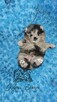 Szpic Miniaturowy/Pomeranian Blue Merle PASZPORT! - 11