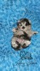 Szpic Miniaturowy/Pomeranian Blue Merle PASZPORT! - 12