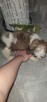 SHih TZU FCI - 6