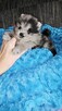 Szpic Miniaturowy/Pomeranian Blue Merle PASZPORT! - 5