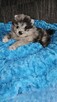 Szpic Miniaturowy/Pomeranian Blue Merle PASZPORT! - 7