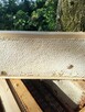 Plaster miodu na ramce - 2