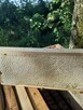 Plaster miodu na ramce - 3
