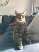 Kotka do adopcji - 2