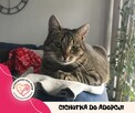 Kotka do adopcji - 4