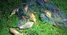 sieci rybackie;wonton, drygawica, mieroza, przestawa zak - 2
