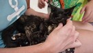 Wakacje Twojego kota. Petsitter kotów - 5