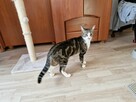 Wakacje Twojego kota. Petsitter kotów - 7