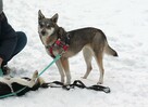 Słodka Tosia czeka na dom. - 7