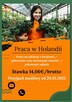 Praca w Holandii – Szklarnie, Sortownie i Chłodnie! - 5