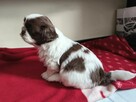 Szczeniaki Shih tzu - 2