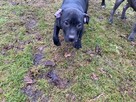 Amstaffy, sprzedam szczeniaki Amstaff z rodowodem - 4