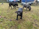 Amstaffy, sprzedam szczeniaki Amstaff z rodowodem - 3