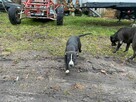 Amstaffy, sprzedam szczeniaki Amstaff z rodowodem - 7