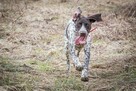 ASDOG - Centrum Szkolenia Psów - Krosno i okolice - 14