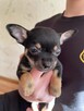 Chiuhuaua krotkowlosa - 2