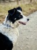 Aza - mądra, niekonfliktowa, piękna suczka! - 4
