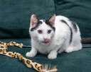 OREO - śliczny kotek szuka kochającego domu/Poznań - 2