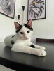OREO - śliczny kotek szuka kochającego domu/Poznań - 5