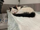 OREO - śliczny kotek szuka kochającego domu/Poznań - 4