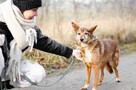 Lisia - delikatna, spokojna sunia szuka kochającego domu! - 2