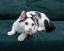 OREO - śliczny kotek szuka kochającego domu/Poznań - 3