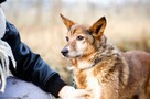 Lisia - delikatna, spokojna sunia szuka kochającego domu! - 5
