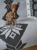 Pinczerki miniaturowe - 2