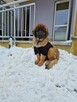 Szczenięta Leonberger - 4