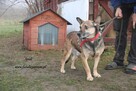 Spidi szuka dom - 4