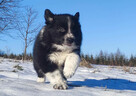 Piękna Rasowa Suczka Border Collie z pełną dok. hodowli - 2