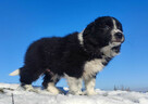 Piękna Rasowa Suczka Border Collie z pełną dok. hodowli - 4