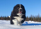 Piękna Rasowa Suczka Border Collie z pełną dok. hodowli - 3